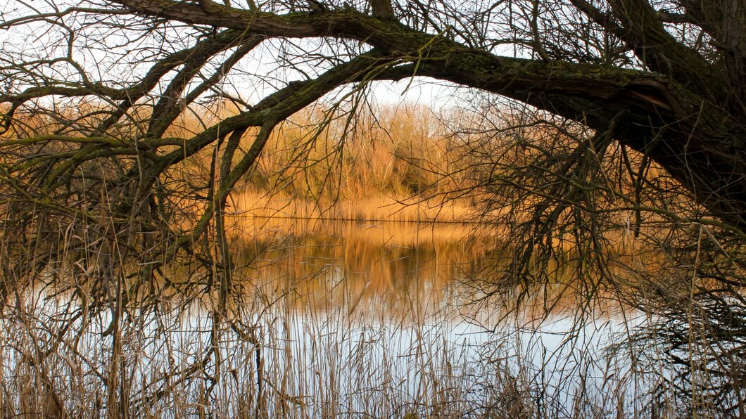 doorkijk over water in het Nollebos