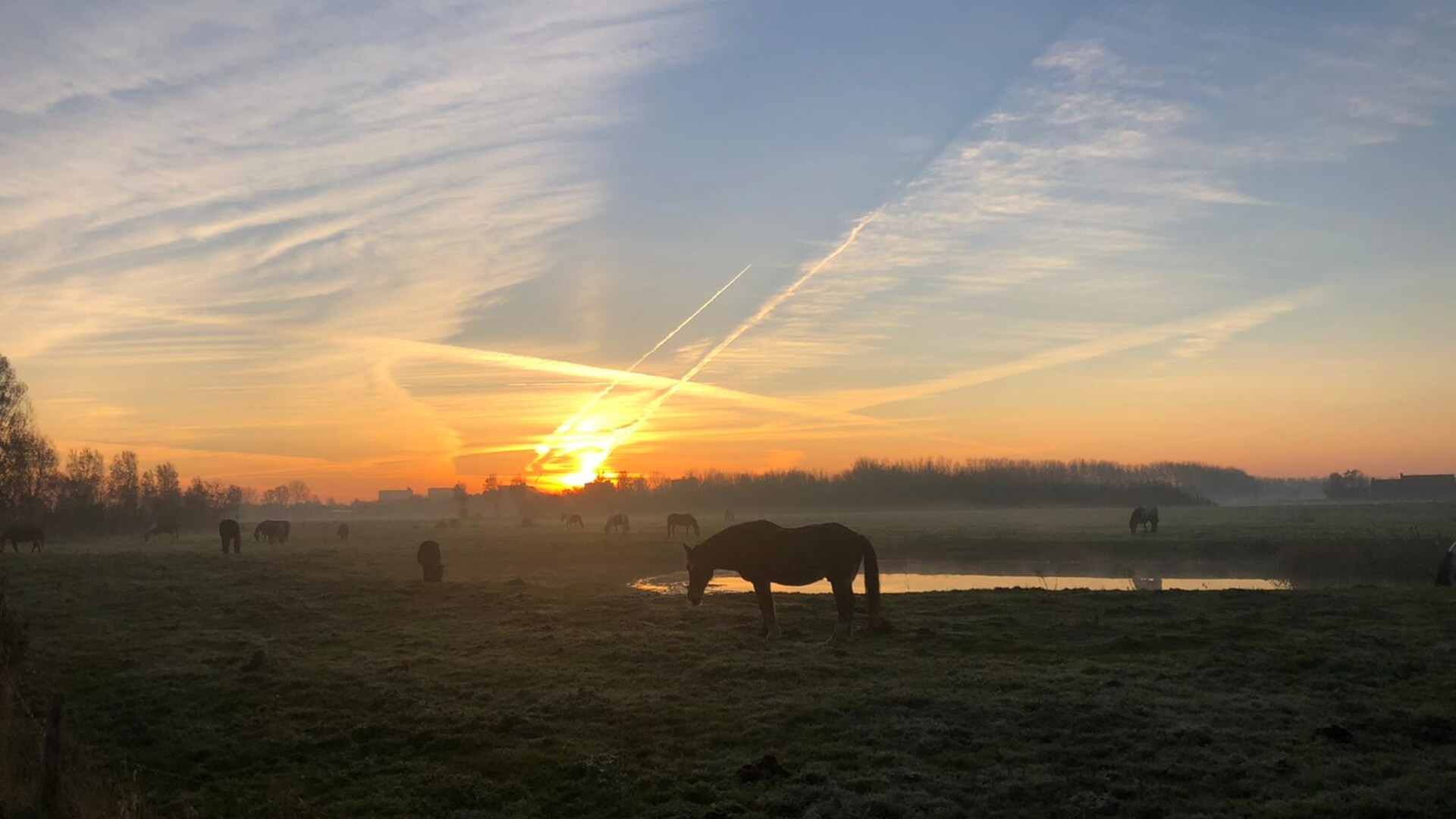 paarden in wei