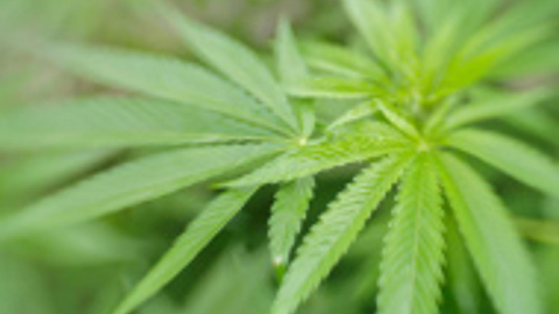 cannabis.jpg